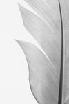 Feather_004 - Wall Art - By Studio III- Gallery Art Company