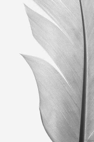 Feather_004 - Wall Art - By Studio III- Gallery Art Company