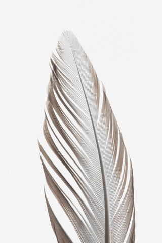 Feather_003 - Wall Art - By Studio III- Gallery Art Company