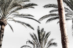 Palm_007 - Wall Art - By Studio III- Gallery Art Company