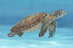 Ocean Sea Turtle I - Wall Art - By Tim O'Toole- Gallery Art Company