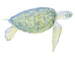 Tranquil Sea Turtle I - Wall Art - By Megan Meagher- Gallery Art Company