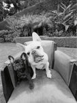 Always Friends - Wall Art - By Jim Dratfield- Gallery Art Company
