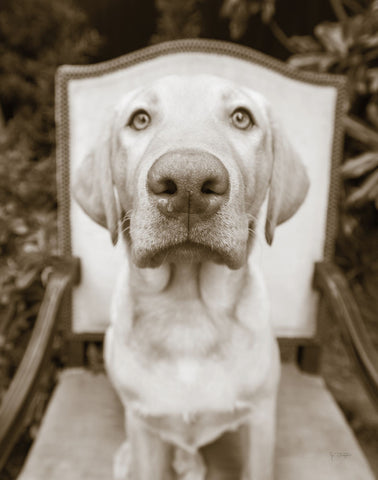 Sitting - Wall Art - By Jim Dratfield- Gallery Art Company
