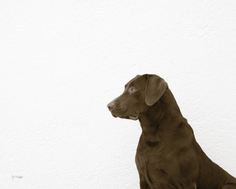 I See You - Wall Art - By Jim Dratfield- Gallery Art Company