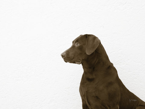 I See You Crop - Wall Art - By Jim Dratfield- Gallery Art Company