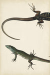 Lizard Diptych I - Wall Art - By Vision Studio- Gallery Art Company