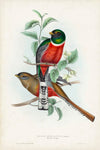 Gould Tropical Birds II - Wall Art - By John Gould- Gallery Art Company