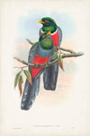 Gould Tropical Birds IX - Wall Art - By John Gould- Gallery Art Company