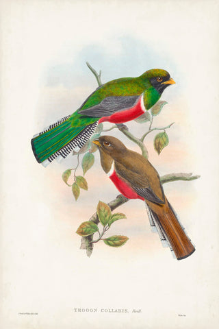 Gould Tropical Birds VI - Wall Art - By John Gould- Gallery Art Company