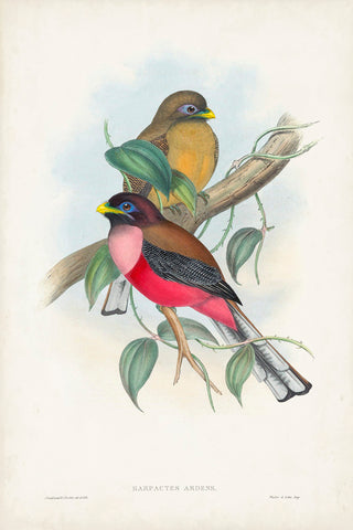 Gould Tropical Birds VIII - Wall Art - By John Gould- Gallery Art Company