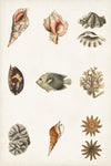 Antique Coastal Chart II - Wall Art - By Vision Studio- Gallery Art Company