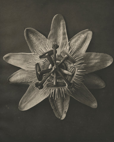 Blossfeldt Flower I - Wall Art - By Karl Blossfeldt- Gallery Art Company