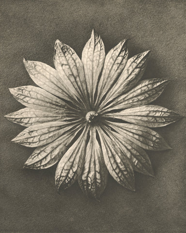 Blossfeldt Flower II - Wall Art - By Karl Blossfeldt- Gallery Art Company