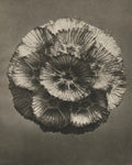 Blossfeldt Flower III - Wall Art - By Karl Blossfeldt- Gallery Art Company