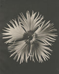 Blossfeldt Flower IV - Wall Art - By Karl Blossfeldt- Gallery Art Company