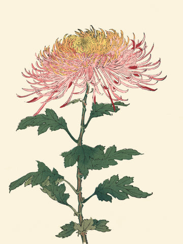 Chrysanthemum Woodblock II - Wall Art - By Unknown- Gallery Art Company