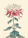 Chrysanthemum Woodblock III - Wall Art - By Unknown- Gallery Art Company
