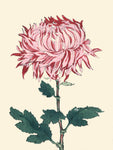 Chrysanthemum Woodblock IV - Wall Art - By Unknown- Gallery Art Company