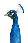 Peacock Portrait II - Wall Art - By Grace Popp- Gallery Art Company