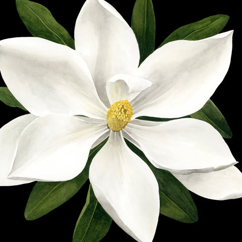 Midnight Magnolia I - Wall Art - By Grace Popp- Gallery Art Company