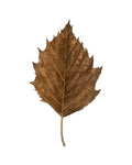 Fall Leaf Study III - Wall Art - By Grace Popp- Gallery Art Company