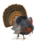 Turkey Study I - Wall Art - By Melissa Wang- Gallery Art Company