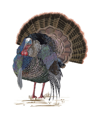 Turkey Study II - Wall Art - By Melissa Wang- Gallery Art Company