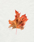 Watercolor Autumn Leaf II - Wall Art - By Jennifer Paxton Parker- Gallery Art Company