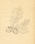 Oak Leaf Sketch II - Wall Art - By Jacob Green- Gallery Art Company