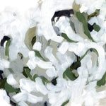 Snow Lichen II - Wall Art - By June Erica Vess- Gallery Art Company