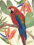 Tropical Parrot Composition II - Wall Art - By Annie Warren- Gallery Art Company