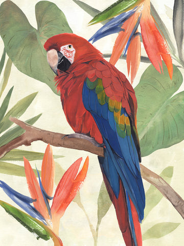 Tropical Parrot Composition II - Wall Art - By Annie Warren- Gallery Art Company