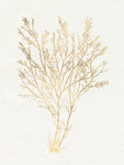 Gilded Algae I - Wall Art - By Jennifer Goldberger- Gallery Art Company