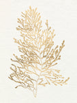Gilded Algae IV - Wall Art - By Jennifer Goldberger- Gallery Art Company