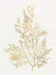 Gilded Algae VIII - Wall Art - By Jennifer Goldberger- Gallery Art Company