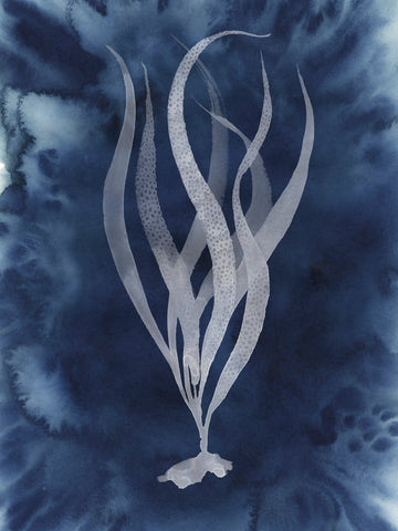 Midnight Kelp I - Wall Art - By Grace Popp- Gallery Art Company