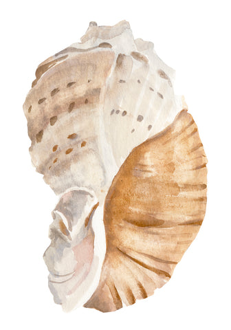 Seashell I - Wall Art - By Annie Warren- Gallery Art Company