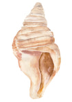Seashell II - Wall Art - By Annie Warren- Gallery Art Company