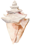 Seashell III - Wall Art - By Annie Warren- Gallery Art Company