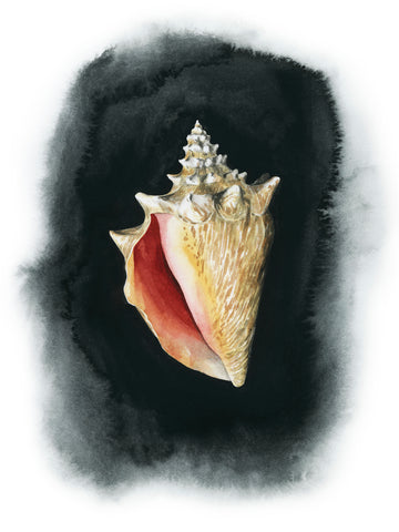 Conch on Black I - Wall Art - By Grace Popp- Gallery Art Company