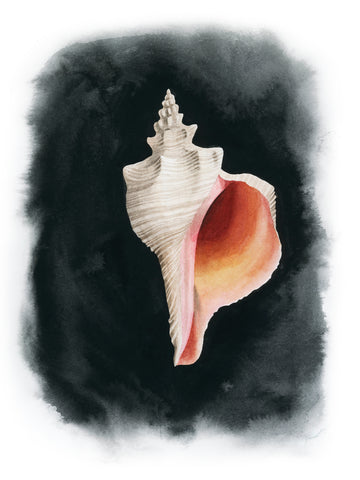 Conch on Black II - Wall Art - By Grace Popp- Gallery Art Company