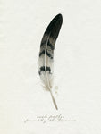 Found Feather I - Wall Art - By Grace Popp- Gallery Art Company