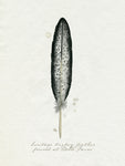 Found Feather II - Wall Art - By Grace Popp- Gallery Art Company