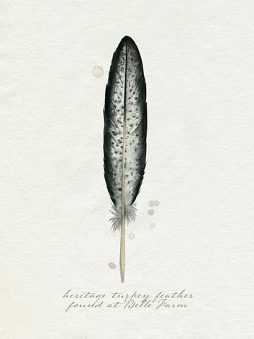 Found Feather II - Wall Art - By Grace Popp- Gallery Art Company