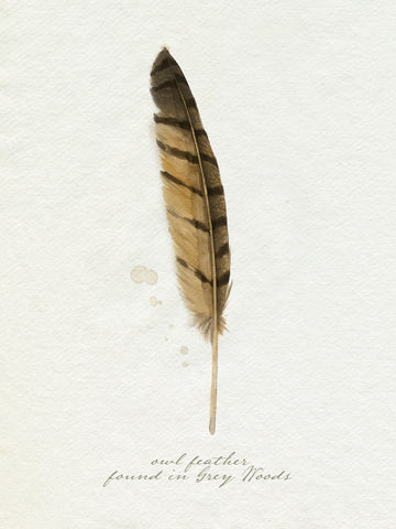 Found Feather III - Wall Art - By Grace Popp- Gallery Art Company