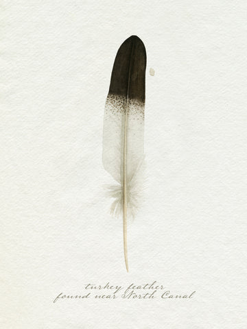 Found Feather IV - Wall Art - By Grace Popp- Gallery Art Company