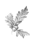 Oak Leaf Pencil Sketch I - Wall Art - By Emma Caroline- Gallery Art Company