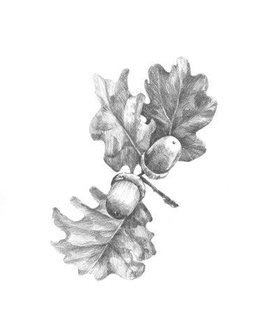 Oak Leaf Pencil Sketch II - Wall Art - By Emma Caroline- Gallery Art Company