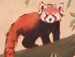 Red Panda I - Wall Art - By Jacob Green- Gallery Art Company